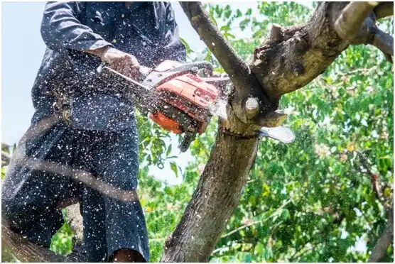 tree services Orange Grove